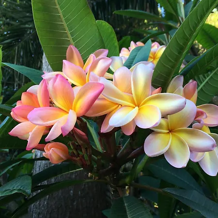 Villa Casa Do Pombal São Mateus